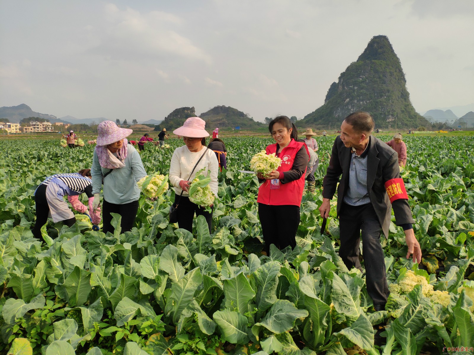 脱贫攻坚战场上的铿锵玫瑰——记全国脱贫攻坚先进个人、平乐县张家镇老埠村第一书记唐莉 脱贫攻坚战场上的铿锵玫瑰——记全国脱贫攻坚先进个人、平乐县张家镇老埠村第一书记唐莉
